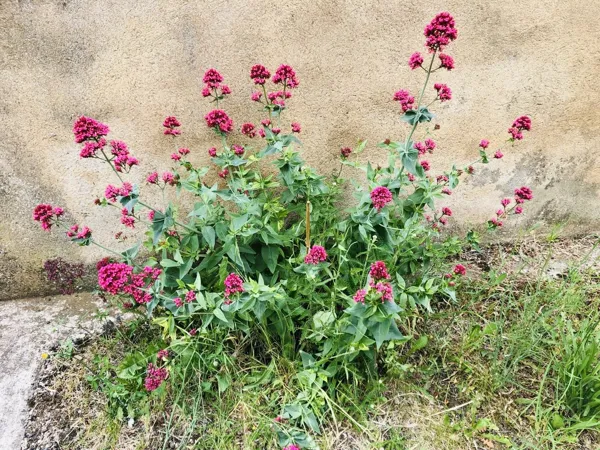 Gîte de L'Oustal, Laetitia VALERY