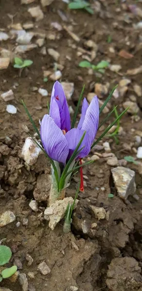 Domaine du Ségala (groupe), Domaine du Ségala