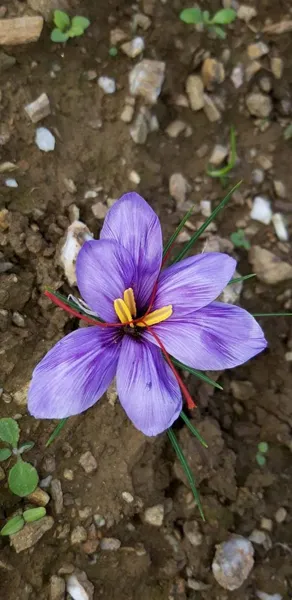 Domaine du Ségala (groupe), Domaine du Ségala