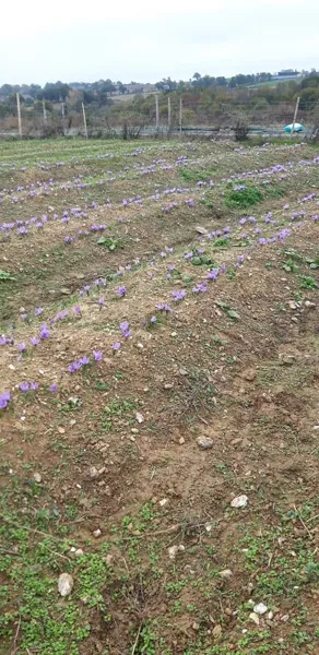 Domaine du Ségala (groupe), Domaine du Ségala