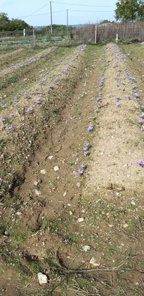 Domaine du Ségala (groupe), Domaine du Ségala