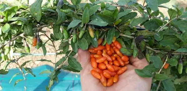 Domaine du Ségala (groupe), Domaine du Ségala