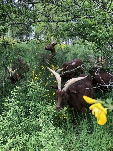 Cabane en bord de rivière