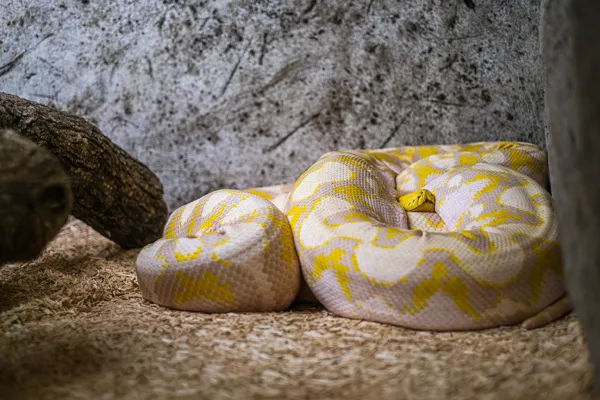 Le Reptilarium du Larzac (copie)