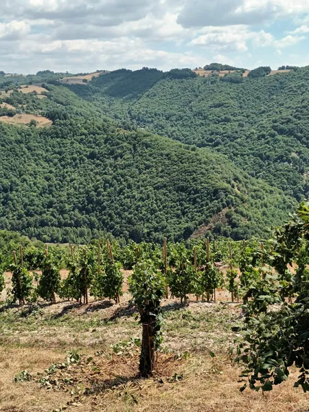 Circuit de découverte au Fel : un village, un vignoble