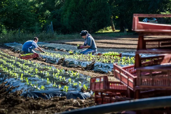 Jardin du Chayran, Visite du jardin du Chayran et dégustation :