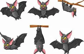 A la découverte des chauves souris