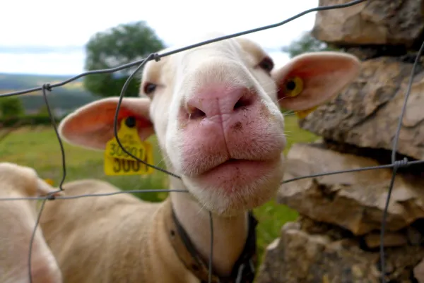 Visite de la ferme des Grailhes