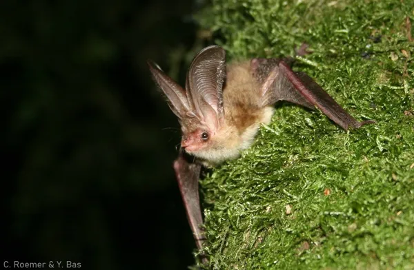 Nuit internationale de la chauve-souris