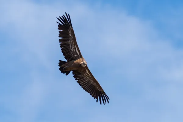 Balade à la découverte des rapaces