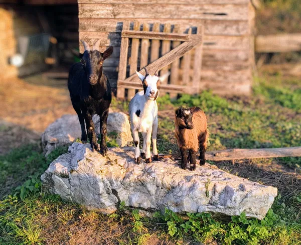 Les biquettes de Saisonnée, toujours curieuses et attachantes, pour le plus grand bonheur des familles en séjour à la ferme., Maison d’hôtes Saisonnée