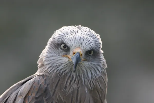 Animation nature : observation des rapaces en migration