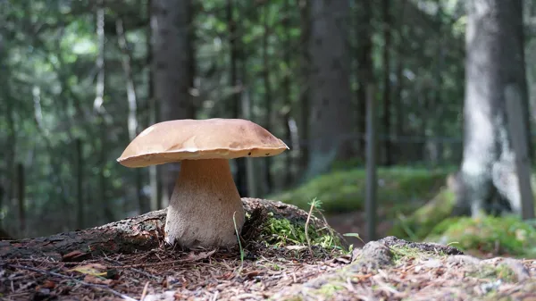 Sortie Champignon
