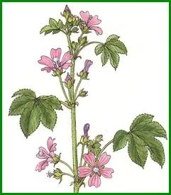 Stage Autour des plantes
