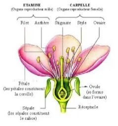 Stage Botanique et plantes bio indicatrices