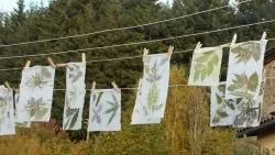 Atelier Couleurs végétales