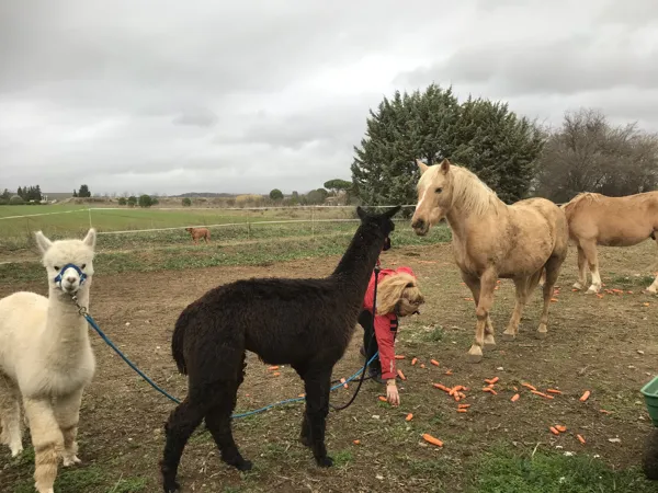 chevaux et alpagas - L'escapade de Jos