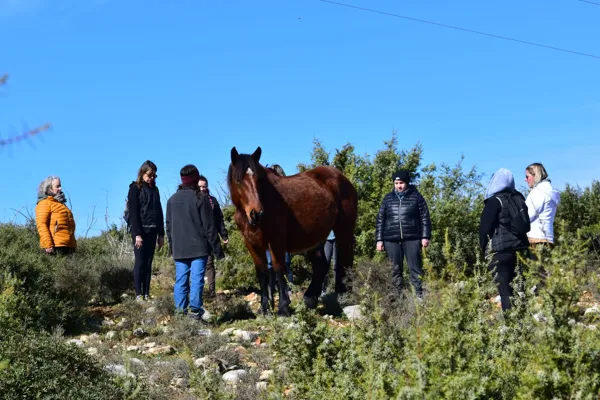, Soraya sophro équine