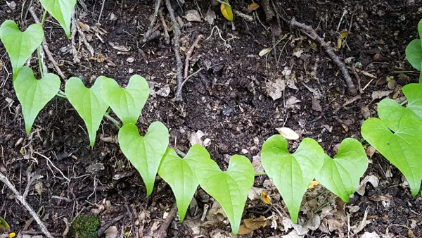 Le jardin, La Roulotte de Cabrières