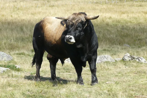 Taureau Aubrac, Gonzalo Diaz