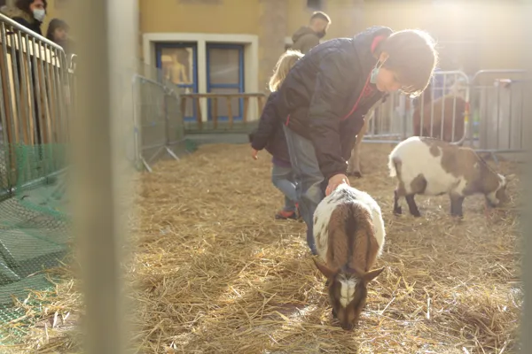Festival Bonheurs d'Hiver - Mini-ferme, Ville de Millau