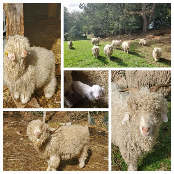 Les chèvres angora et la transformation de la laine mohair, 