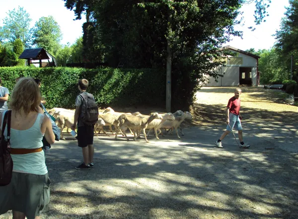 Accompagner le troupeau de brebis au pâturage, 