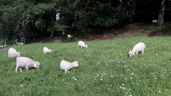 Les chèvres angora, Le Jardin de Chalets