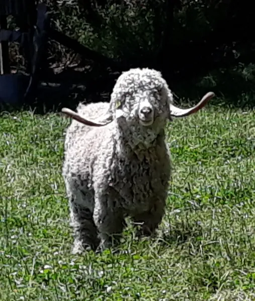, La Ferme du Puech Février