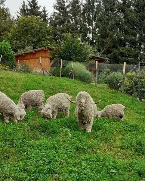 , La Ferme du Puech Février