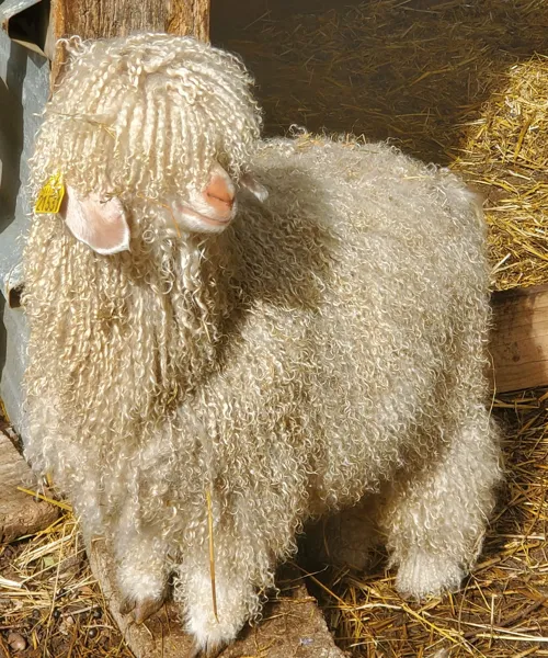 , La Ferme du Puech Février