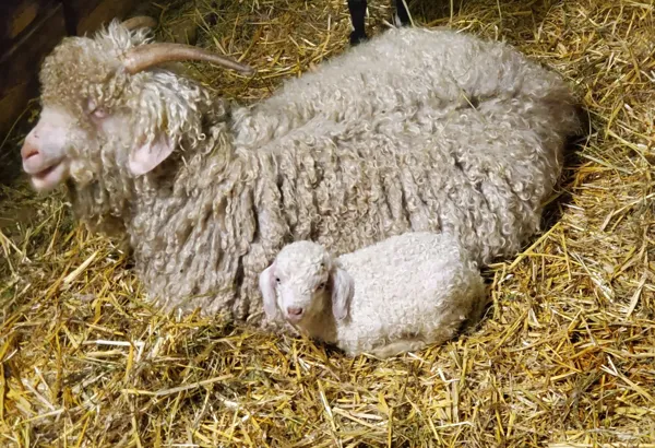 , La Ferme du Puech Février