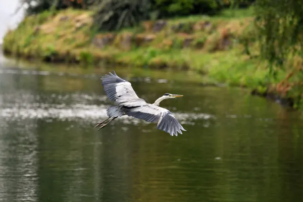 Croisière nature à bord du Bateau Olt