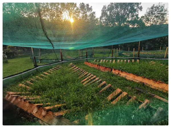 Parcs à escargots, les escargots de l'Alzou