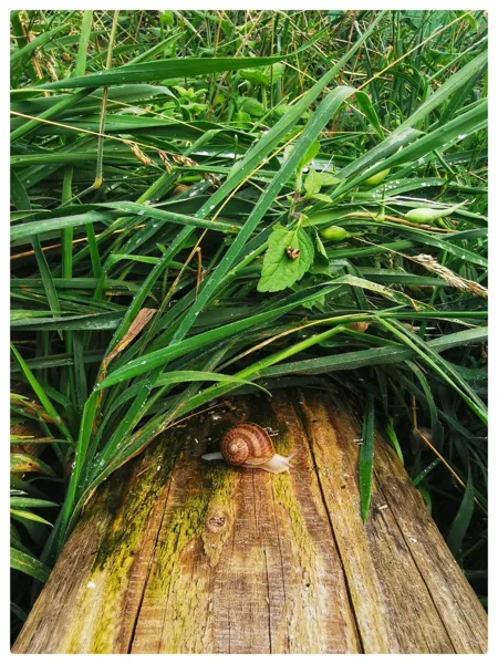 Escargot profitant du couvert végétale, les escargots de l'Alzou