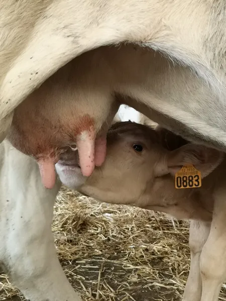 veau qui tète sous la mère, IRVA