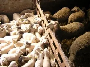 FERME SEGUIN / GAEC DES GRANDS CAUSSES, OFFICE DE TOURISME DE SEVERAC LE CHATEAU