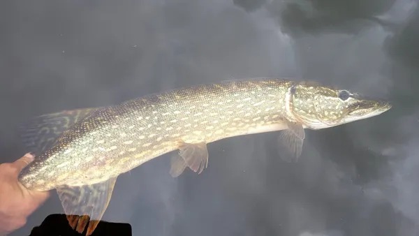 Aveyron Pêche et Nature, Aveyron Pêche et Nature