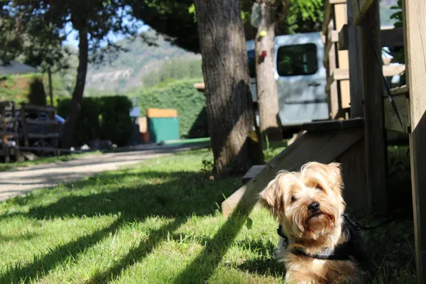 Vos amis sont les bienvenus au Camping Le Taranis, Camping Le Taranis