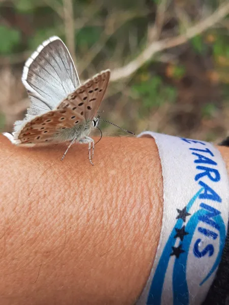 Pose photo avec Mr machaon., Camping Le Taranis