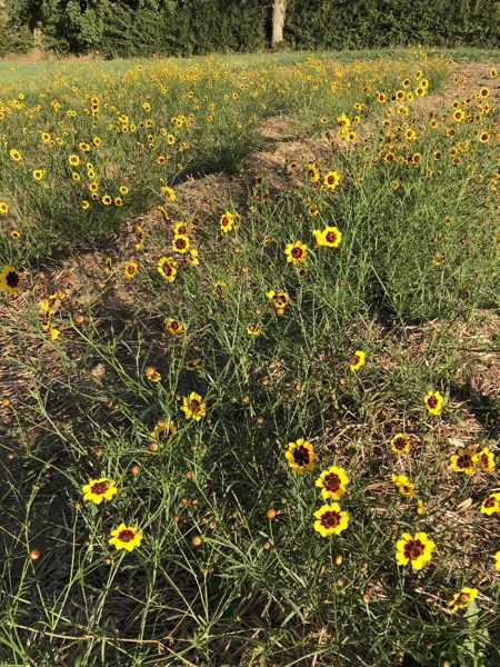 Cazelle, OFFICE DE TOURISME DU REQUISTANAIS