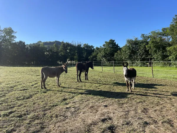 Camping *** Le Plô en Aveyron, Office de Tourisme des Causses à l'Aubrac