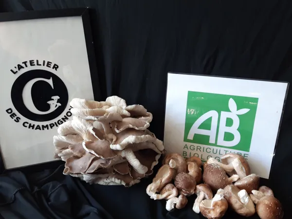 , atelier des champignons