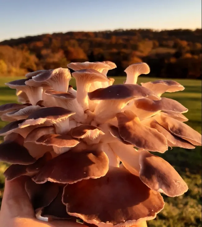 atelier champigon, atelier des champignons