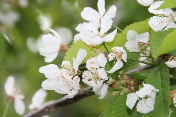 , La Sorcière sur le toit - QUENTREC Hélène