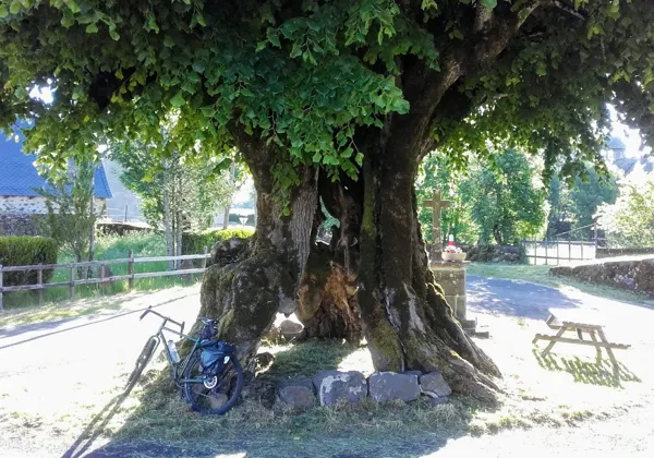 Le vieux tilleul à Nigresserre, OFFICE DE TOURISME DU CANTON DE MUR DE BARREZ