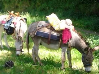 L'ANE REVEUR - Toujours Gourmand, OFFICE DE TOURISME DE BOZOULS