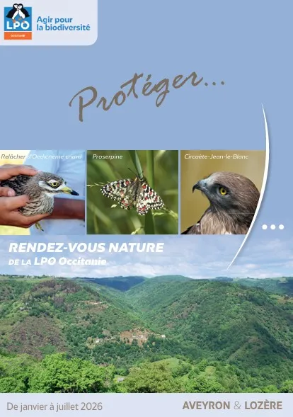 Observation des oiseaux : Chouettes, engoulevents et compagnie