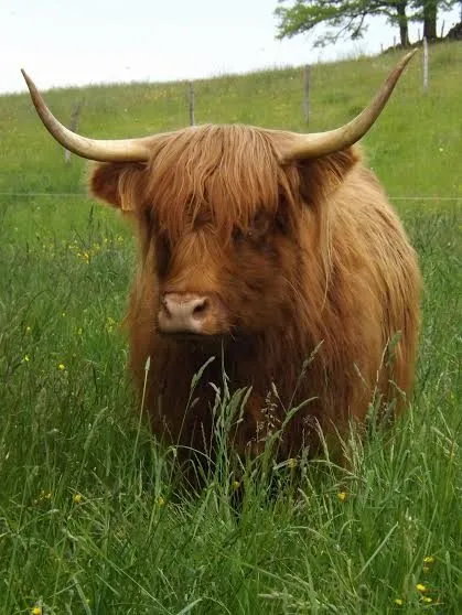 Cyclotourisme : Circuit Lacroix-Barrez - Aux portes de la Truyère, OFFICE DE TOURISME DU CANTON DE MUR DE BARREZ