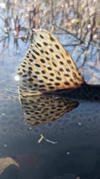 L'O à la Mouche, L'O à la mouche
